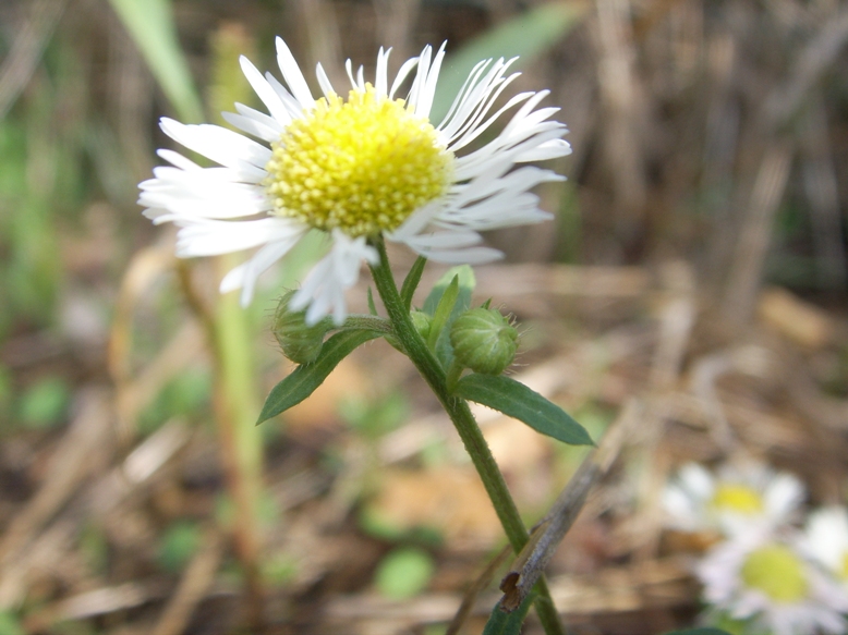 Symphyotrichum lanceolatum ?